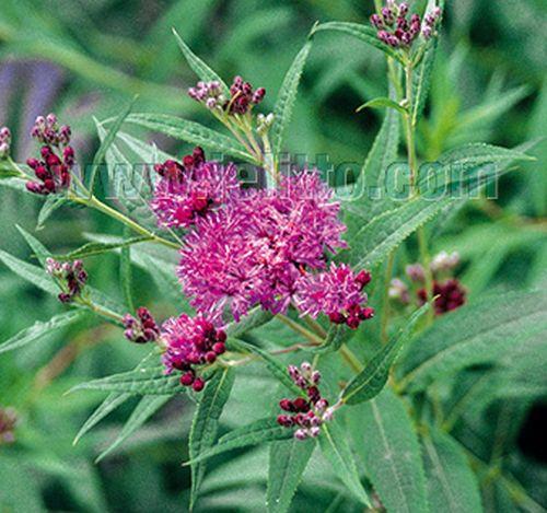 Vernonia fasciculata
