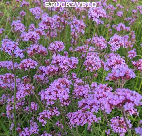 Verbena bonariensis 'Bonnie'
