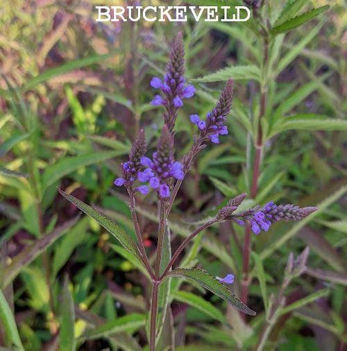 Verbena hastata 'Blue Spires'