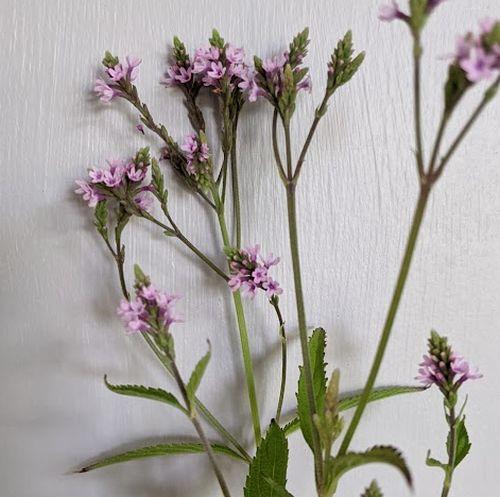 Verbena hastata 'Pink Spires'