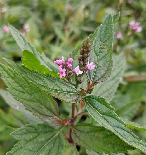 Verbena hastata 'Pink Spires'