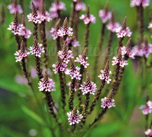 Verbena hastata 'Pink Spires'