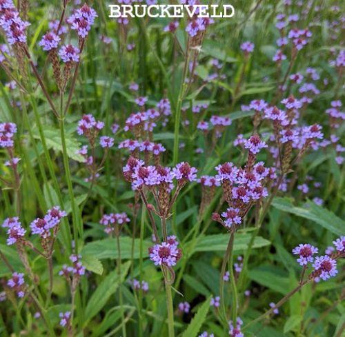 Verbena mac. 'Lavender  Spires'