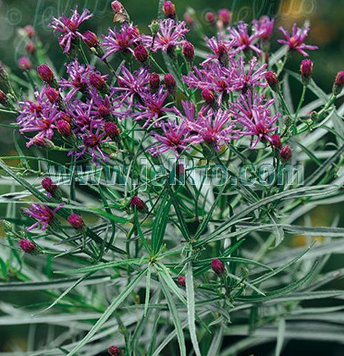 Vernonia lettermannii