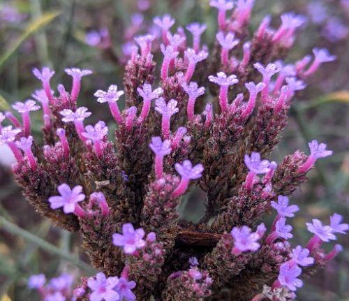Verbena bonariensis 'Lollipop' PBR