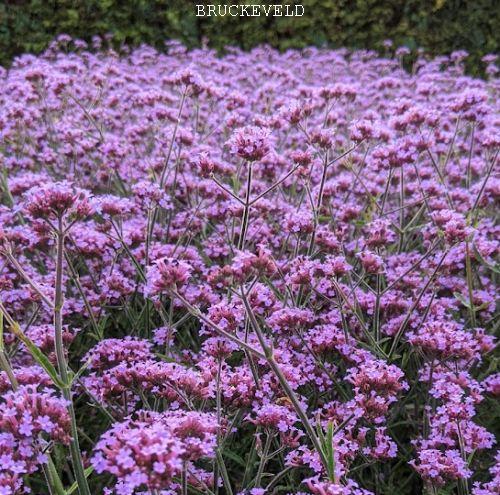 Verbena bonariensis 'Lollipop' PBR