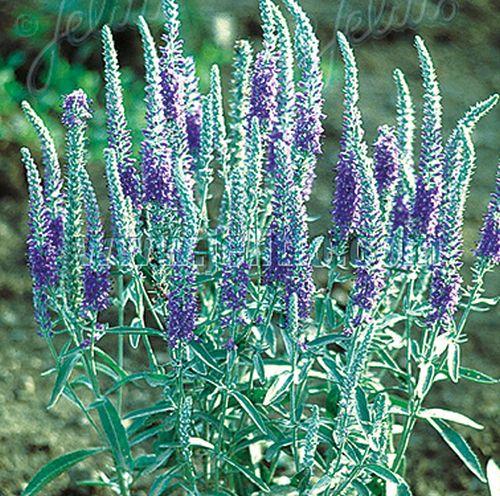 Veronica longifolia