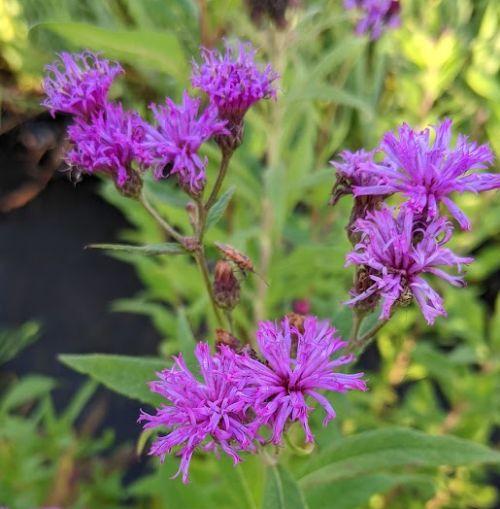 Vernonia angustifolia x missurica