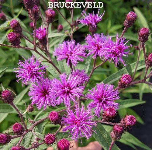 Vernonia noveboracensis