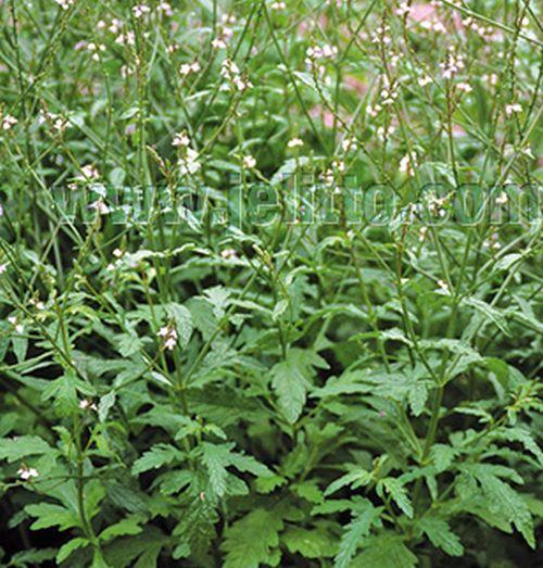 Verbena officinalis