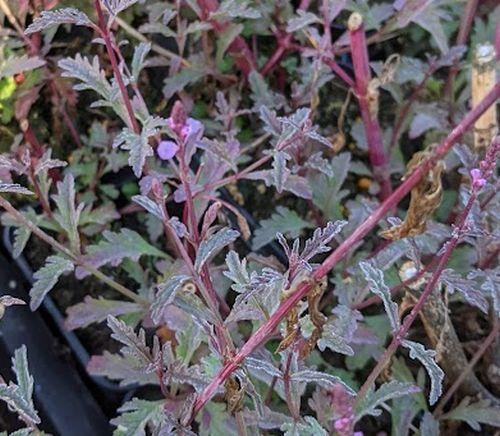 Verbena officinalis 'Bampton'