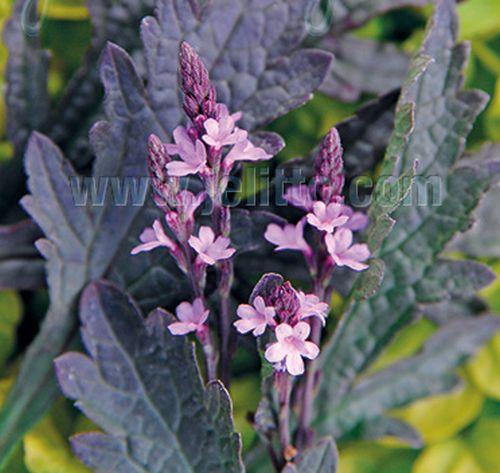 Verbena officinalis 'Bampton'