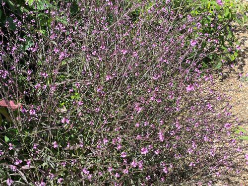 Verbena officinalis 'Bampton'