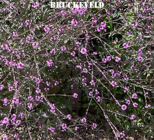 Verbena officinalis 'Bampton'