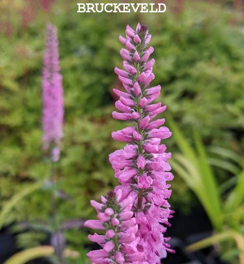 Veronica 'Pink Damask'