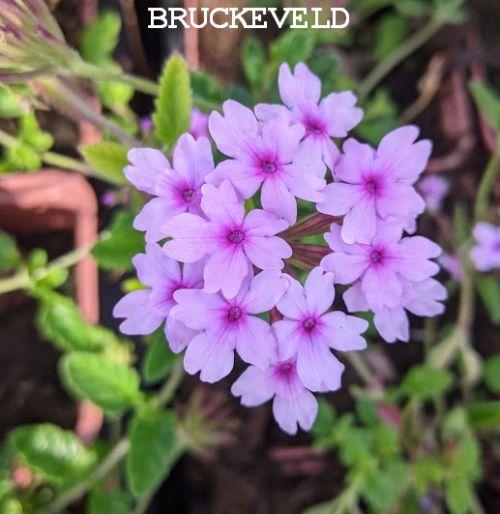 Verbena 'Seabrook's Lavender'