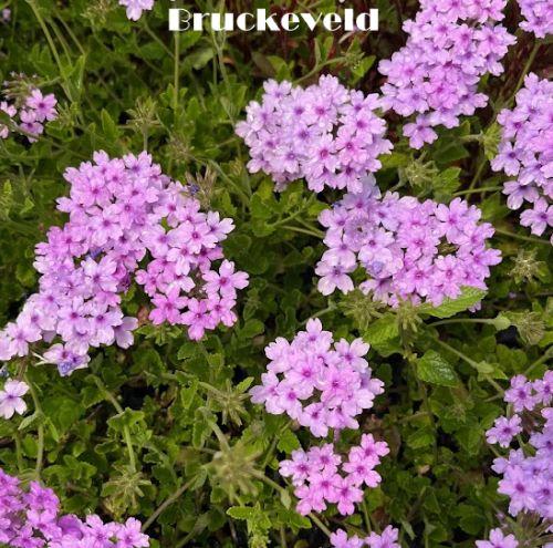 Verbena 'Seabrook's Lavender'