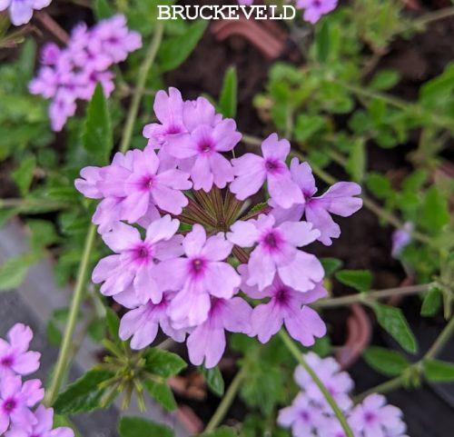 Verbena 'Seabrook's Lavender'