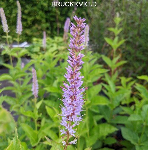 Veronicastrum sibiricum