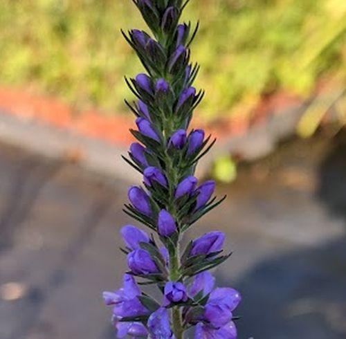 Veronica spicata
