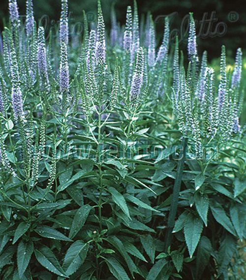 Veronica spicata