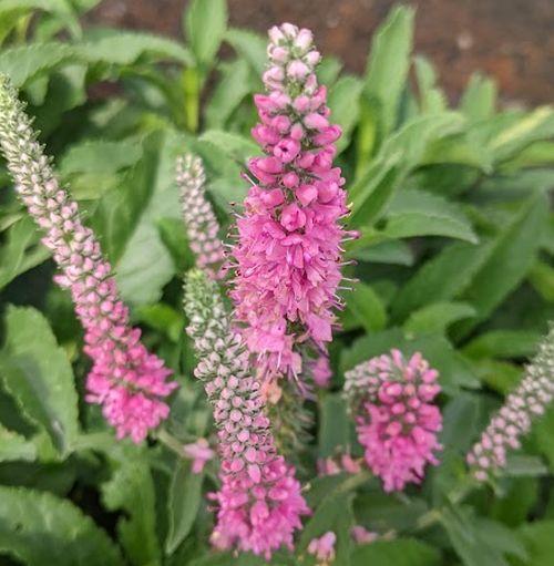 Veronica spicata 'Anniversery Rose'