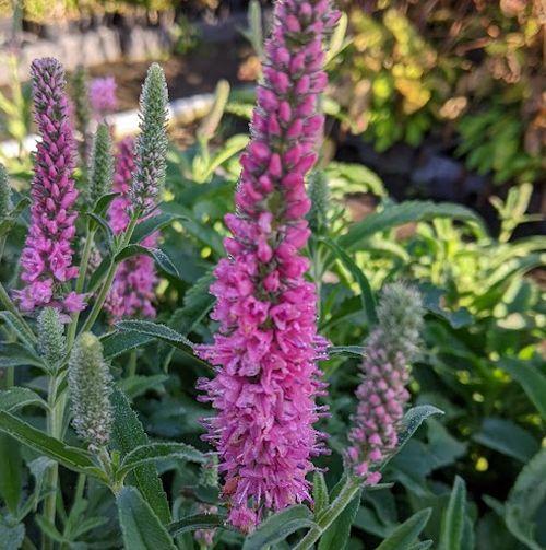 Veronica spicata 'Anniversery Rose'