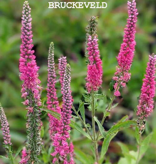 Veronica spicata 'Rotfuchs'