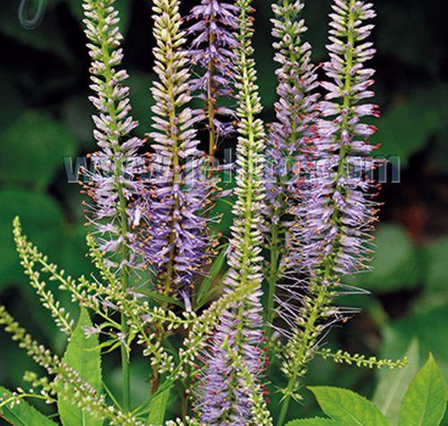 Veronicastrum virginicum
