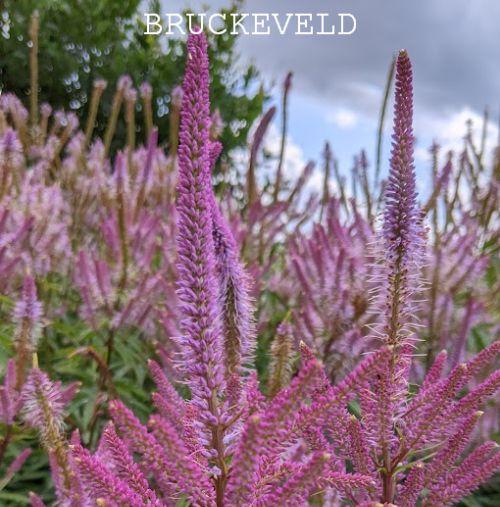 Veronicastrum vir. 'Adoration'