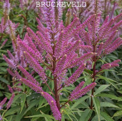 Veronicastrum vir. 'Adoration'