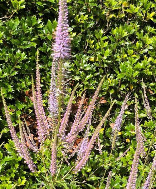 Veronicastrum vir. 'Adoration'