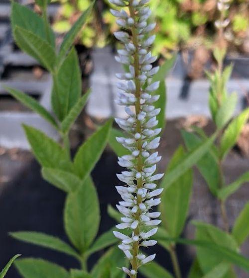 Veronicastrum vir. 'Album'