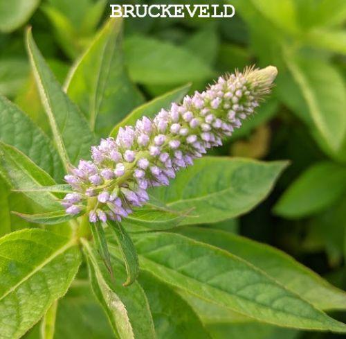 Veronicastrum vir. 'Apollo'
