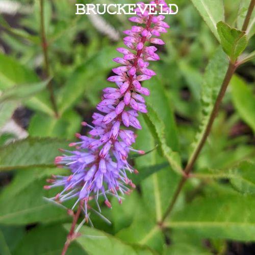 Veronicastrum vir. 'Cupid'