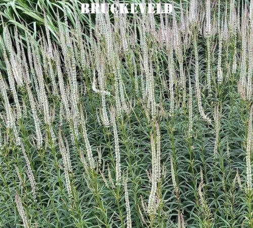 Veronicastrum vir. 'Diana'