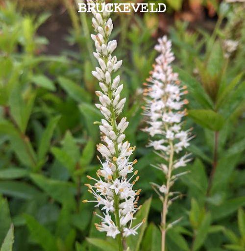 Veronicastrum vir. 'Diana'