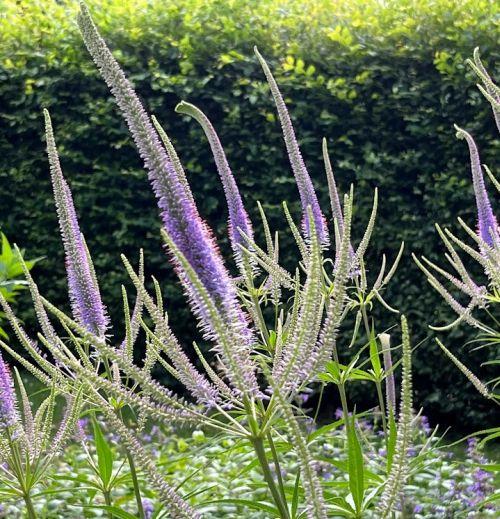 Veronicastrum vir. 'Fascination'