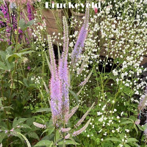 Veronicastrum vir. 'Fascination'