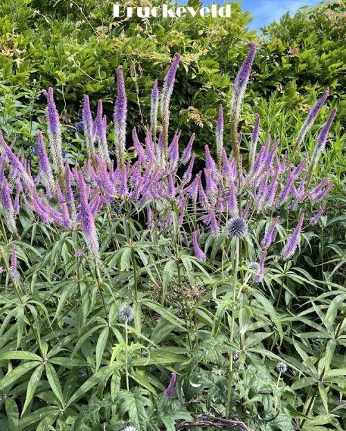 Veronicastrum vir. 'Fascination'