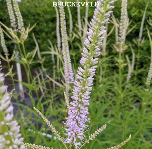 Veronicastrum vir. 'Lavendelturm'