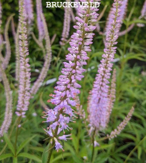Veronicastrum vir. 'Lavendelturm'