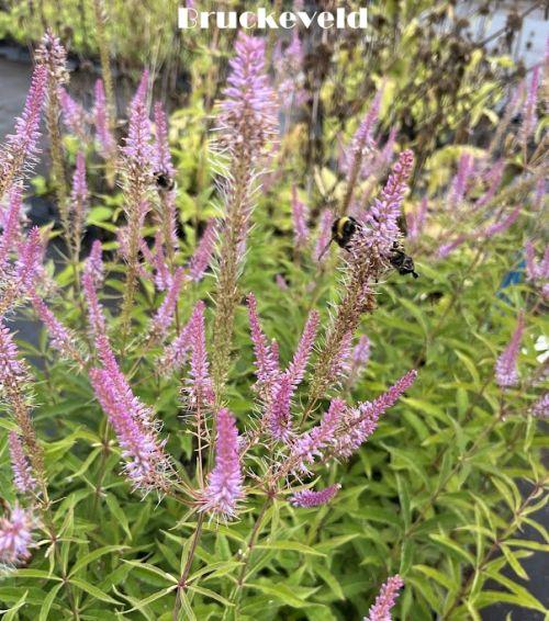 Veronicastrum vir. 'Lavendelturm'