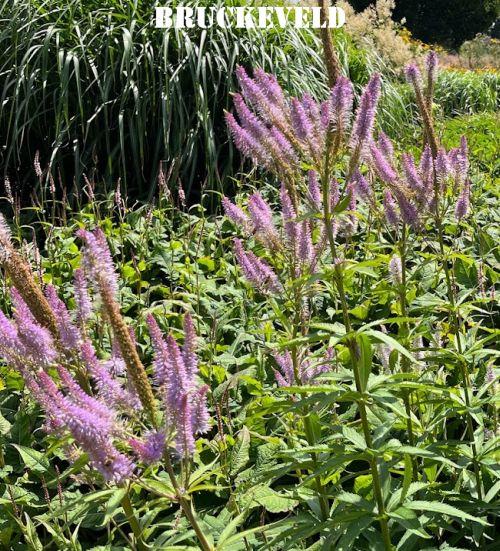 Veronicastrum vir. 'Red Arrows'