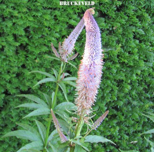 Veronicastrum vir. 'Red Arrows'