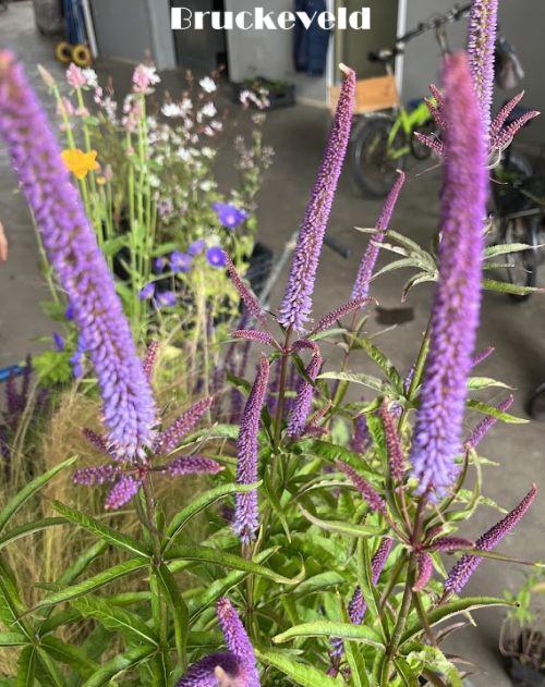 Veronicastrum vir. 'Red Arrows'