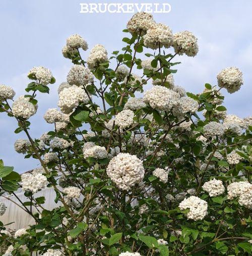 Viburnum carlcephalum