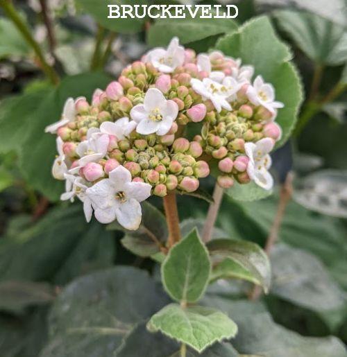 Viburnum carlcephalum