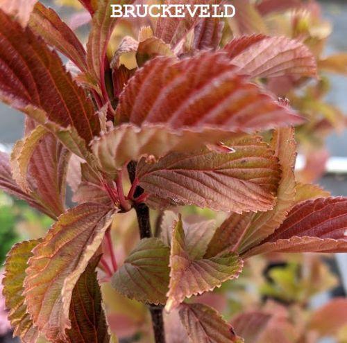 Viburnum bod. 'Charles Lamont'