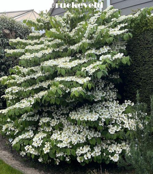 Viburnum plicatum 'Mariesii